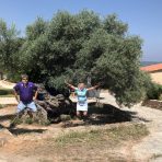  3000yr Vouves Olive Tree, Crete